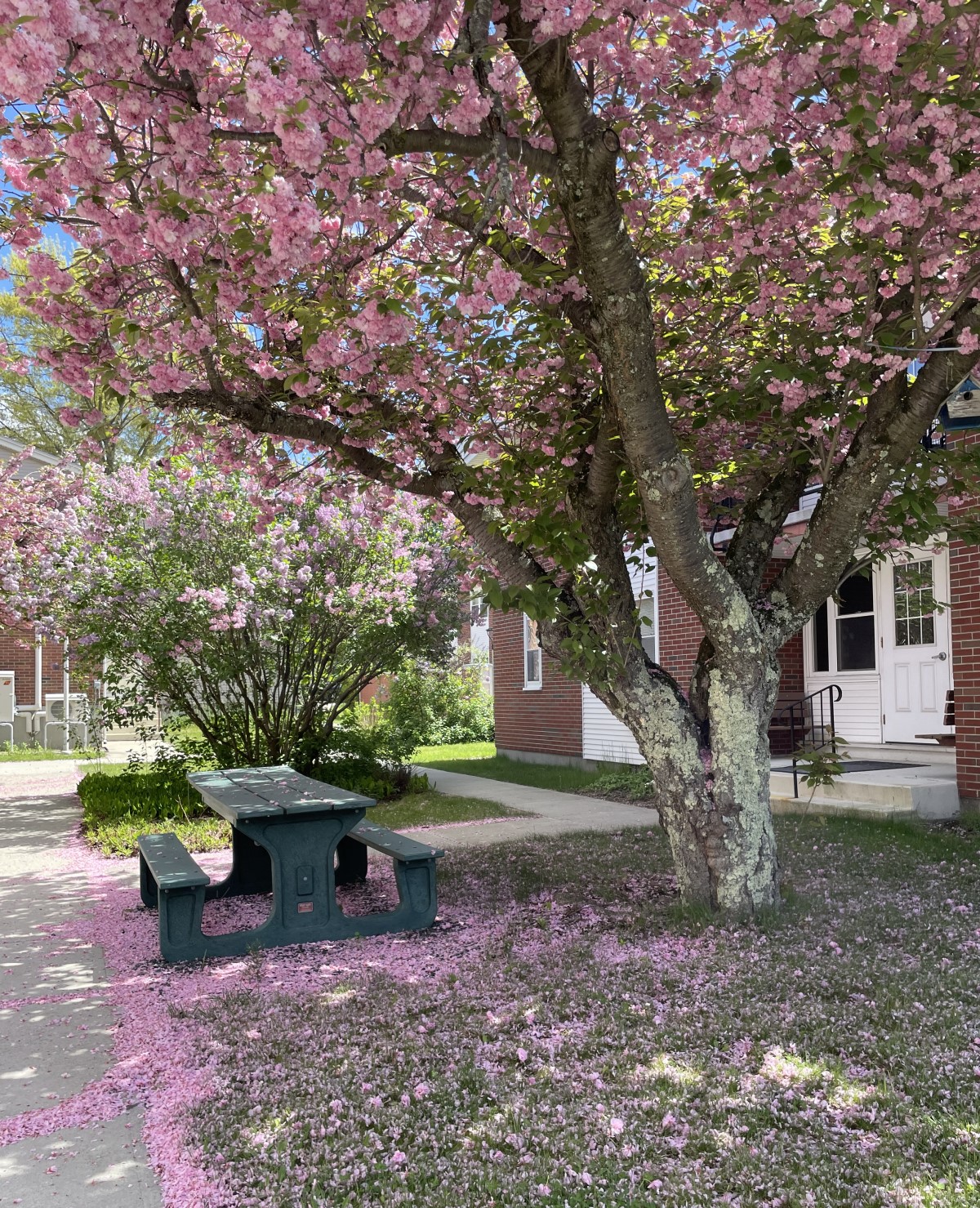 Blooming Tree and picnic table at HHA